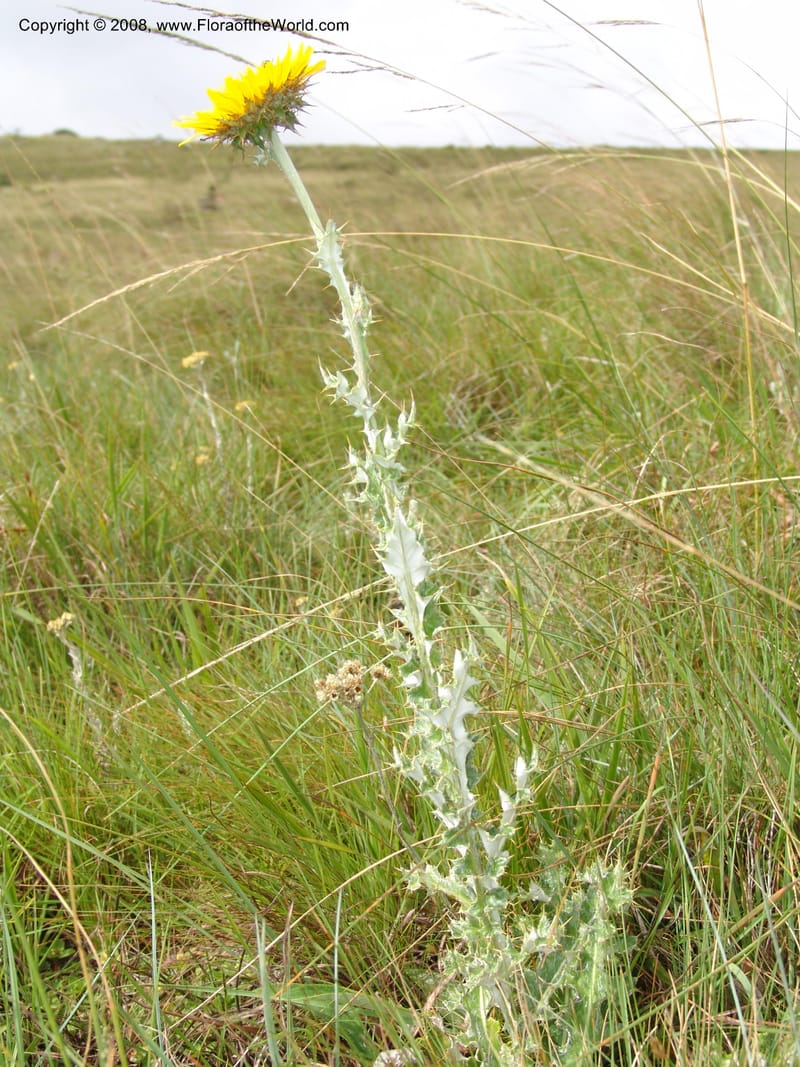Berkheya--So.Africa. E. Cape. Waringham Farm, Quanti Area, Stut. 8 Mch 05. 393.jpg