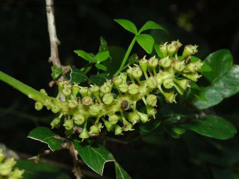 Cussonia thyrsiflora--So.Africa. E. Cape. Maitland Nat.Res. 5 Mch 05. 076.jpg