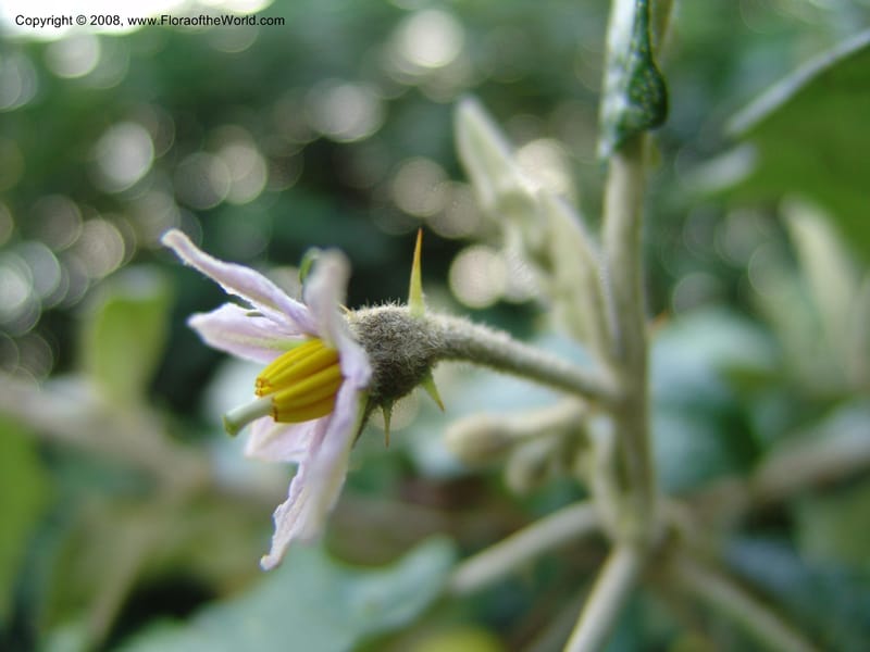 Solanum aculeastrum cf--Kenya. Brackenhurst Bot. Gard., Limuru.  26 Jun 04. 078.jpg