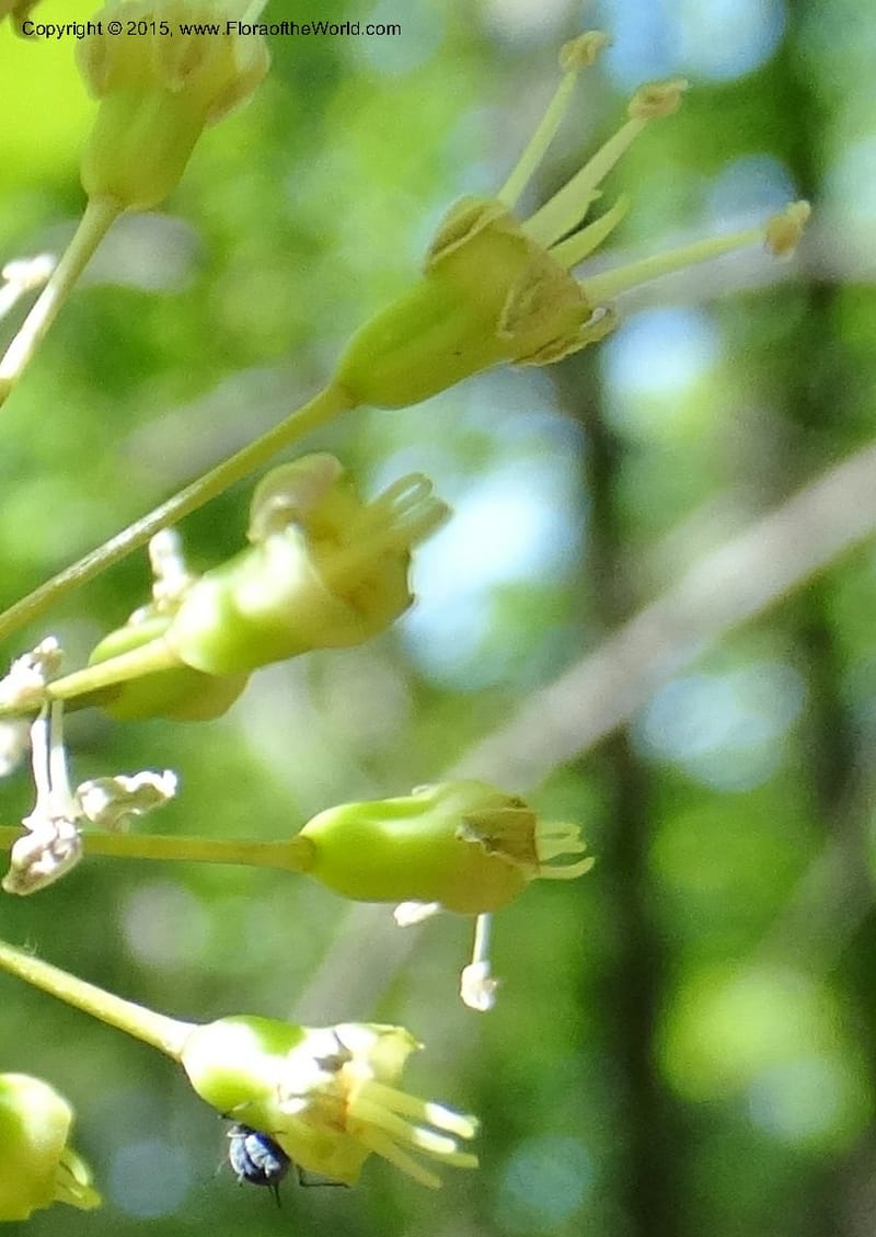 Aralia nudicaulis, Davidson, C 12999--North Carolina. Macon Co. Horse Cove Rd. 14 May 2015. DSC05455 (31).JPG