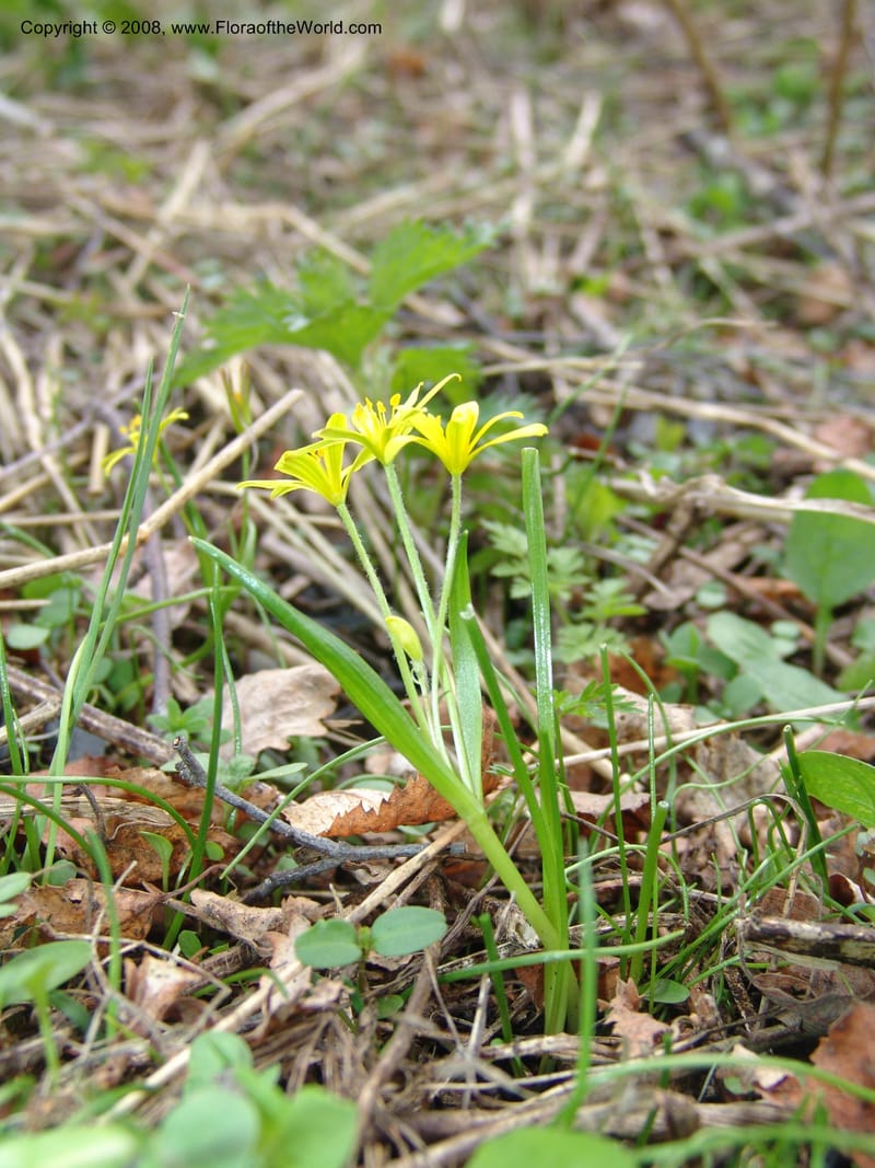Gagea--Georgia. Kazbegi region. N slope-pasture, E of Sno. 3 Jun 05. 066.jpg