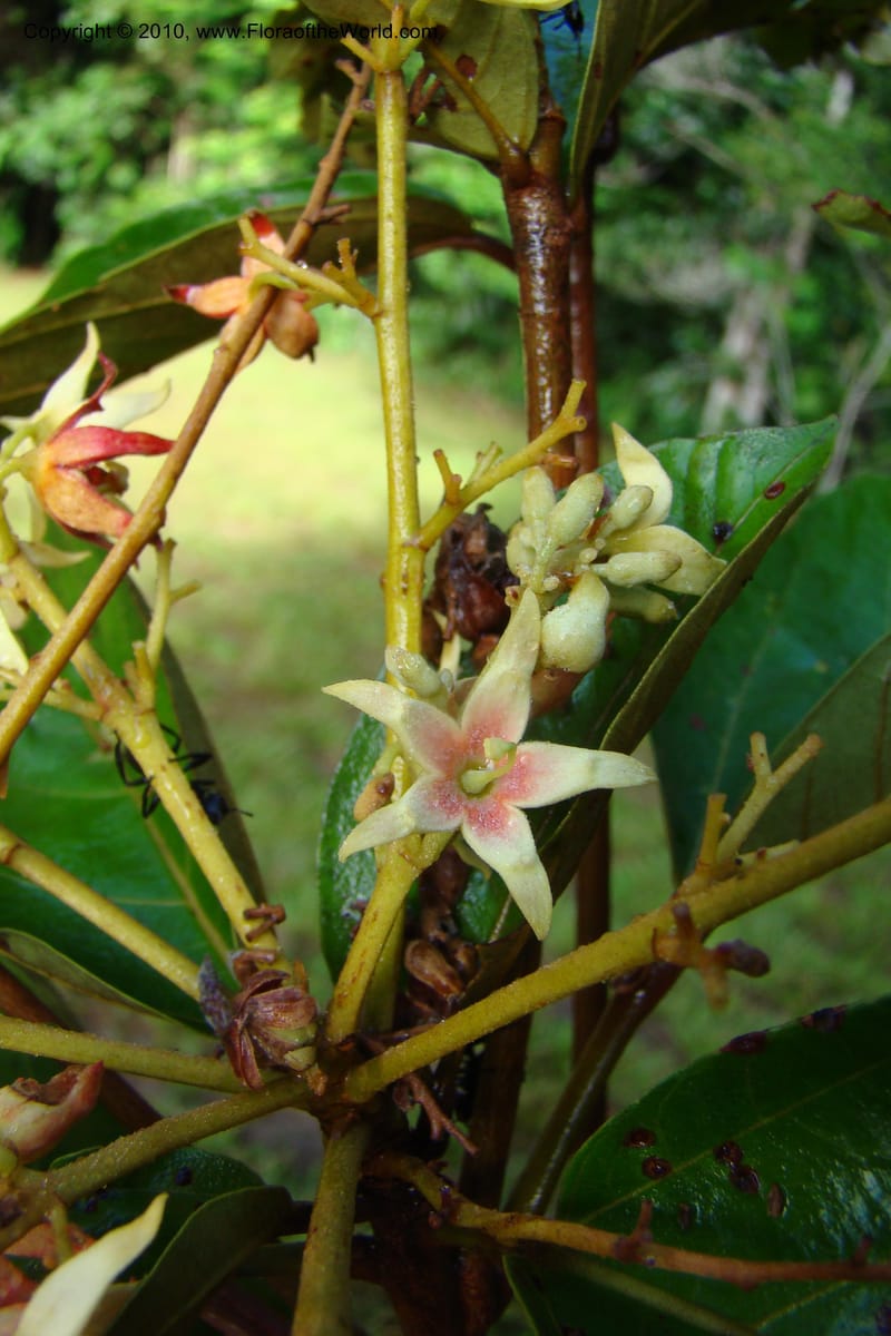 Sterculia villifera, Mori, 27339--French Guiana. Les Nouragues Station. 27 Oct 09. 048.jpg