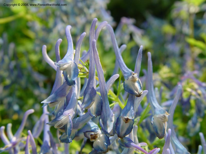 Corydalis elata--CT. Branford. Dr. Nickou's private garden. 27 Jun 03 051.jpg