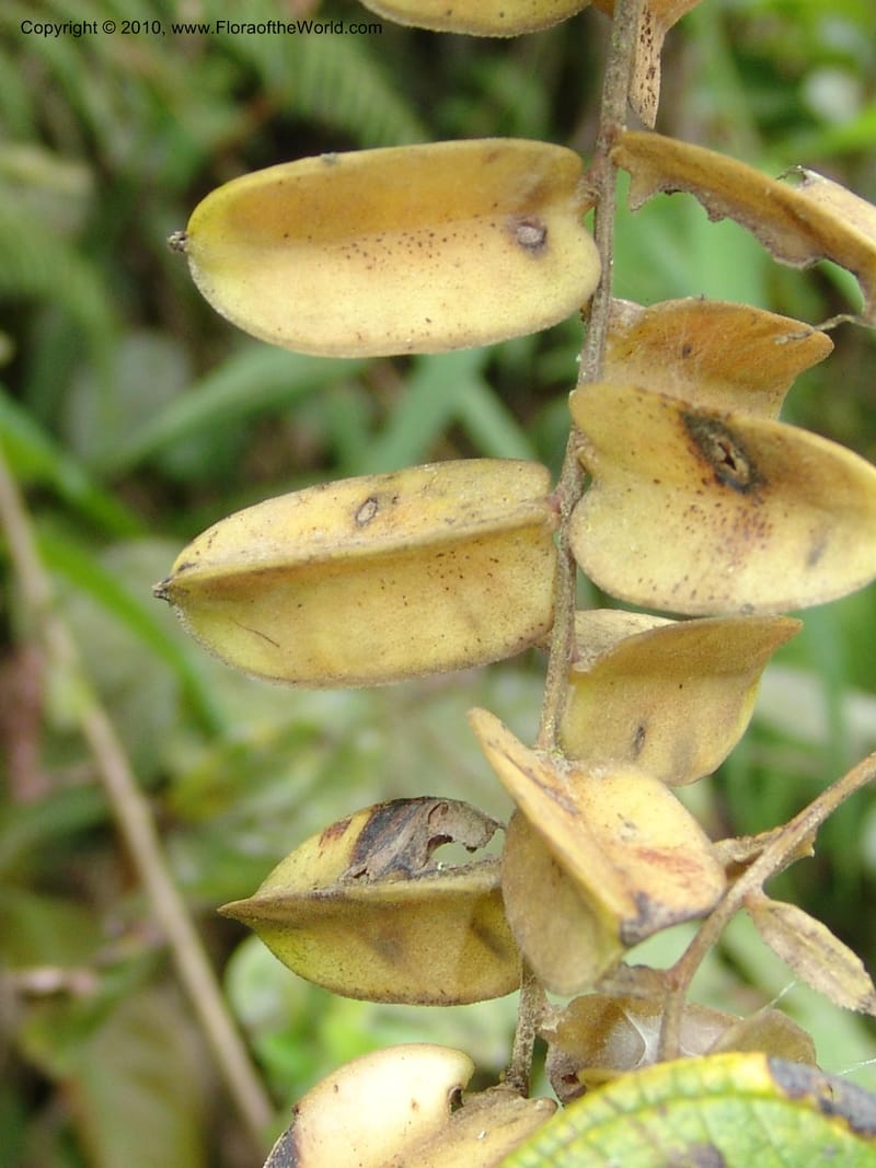 Dioscorea, Croat 96235--Ecuador. Prov. Pichincha. La Union-Chiriboga-Quito. 22 Mar 06. 205 (2).jpg