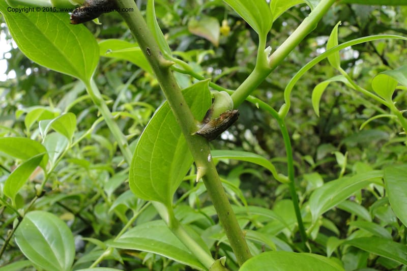 Heterosmilax, Regalado 1772--Viet Nam. Ban Khoang Commune. 4 May 2011. 080 (8).jpg