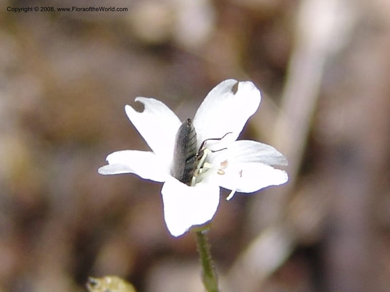 Arenaria congesta, CDavidson10978--ID. Idaho Co. Rocky slope S. of Josephine Lake.  25 Jul 06. 073.jpg