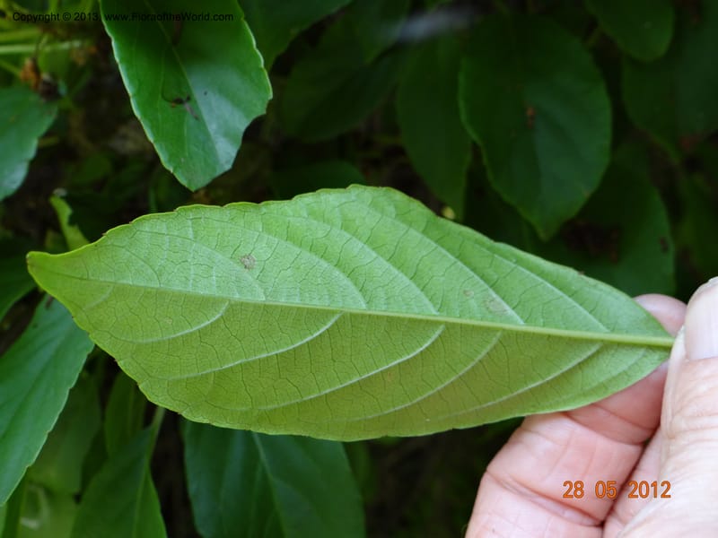 Actinidia callosa var. discolor, Li Pan 1205270--China, Zhejiang, Shunxi, 28 May 2012 09 (8).JPG