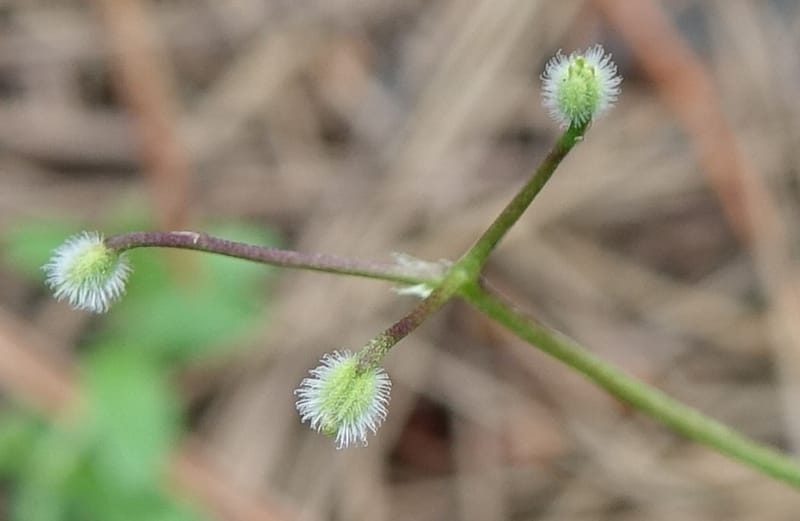 Kelloggia chinensis, D. Boufford 44006--China. Sichuan. Xiangcheng Xian. 13 Aug 2017. DSC05341 (41).JPG