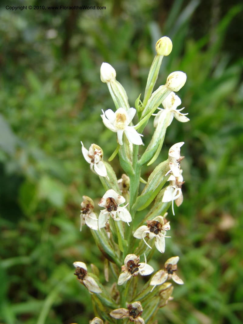 Habenaria, Croat 96282--Ecuador. Prov. Pichincha. La Union-Chiriboga-Quito. 22 Mar 06. 180 (6).jpg