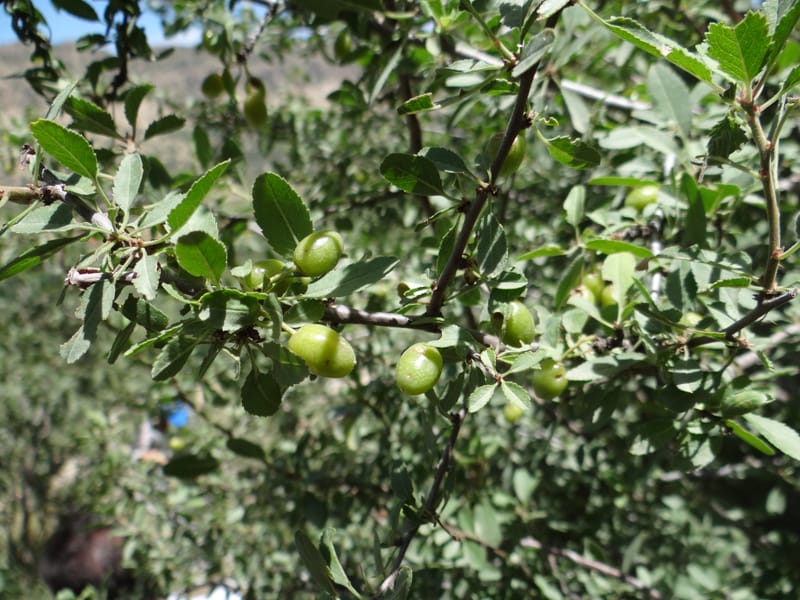 Prunus amygdalus--Iraq. Kurdistan. Shakh-i-Pira Magrun. 24 May 2013. DSC05074 (23).JPG