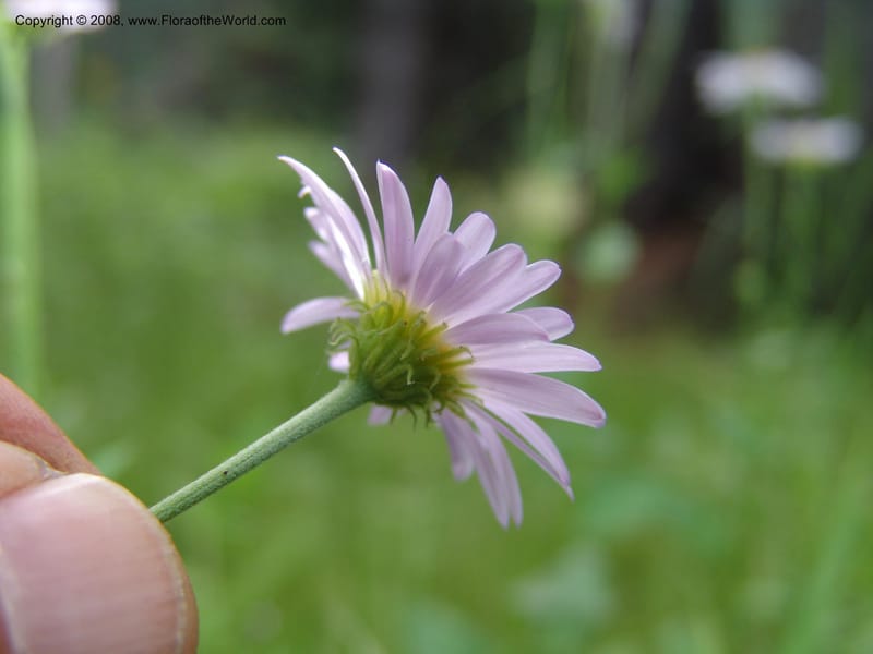 Erigeron peregrinus, CDavidson11118--ID. Adams Co. For. Serv. Rd. 453, to Goose Lk. 20 Jul 07. 216.jpg