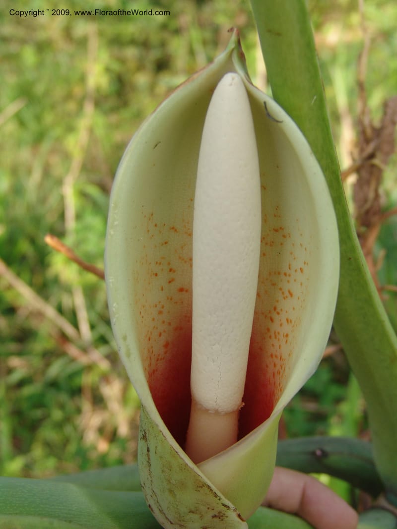 Philodendron deflexum, Croat98842--Ecuador. Zam. Ch. Rio Wawaime Val. 19 Sep 07. 099.jpg
