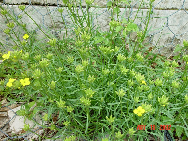 Erysimum cf.--Italy. Abruzzo.  Eremi di San Bartolome, Roccamarice. 10 May 02. 025.jpg