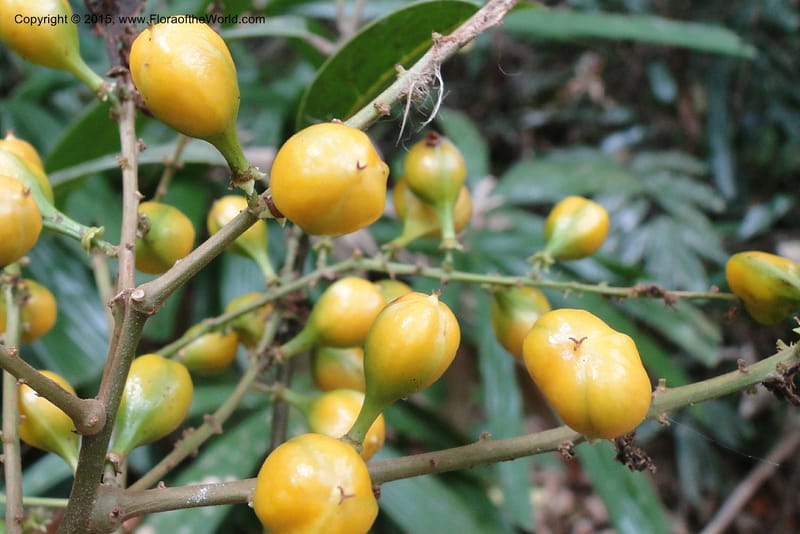 Aglaia, Regalado 1857--Viet Nam. Unknown mountain. 10 May 2011. 115 (24).jpg