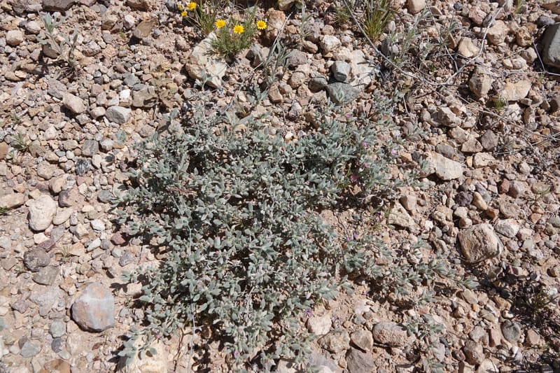Tiquilia canscens, C. Davidson 13995--AZ. Cochise Co. Geronimo Trail Rd. 10 Apr 2019. DSC07357 (20).JPG