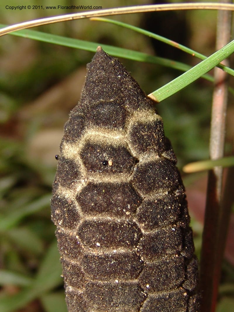 Zamia angustifolia--So.Africa. Lowveld Nat. Bot. Gard. 14 Mch 05. 443.jpg