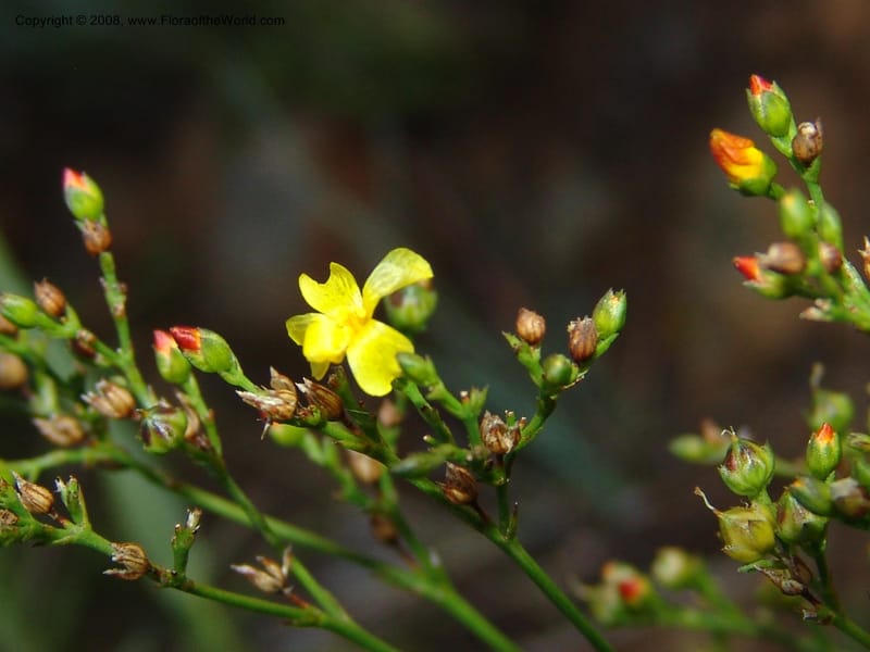 Linum thunbergii--So.Africa. E. Cape. Joubert's Pass, SE of Lady Gray. 9 Mch 05. 329.jpg