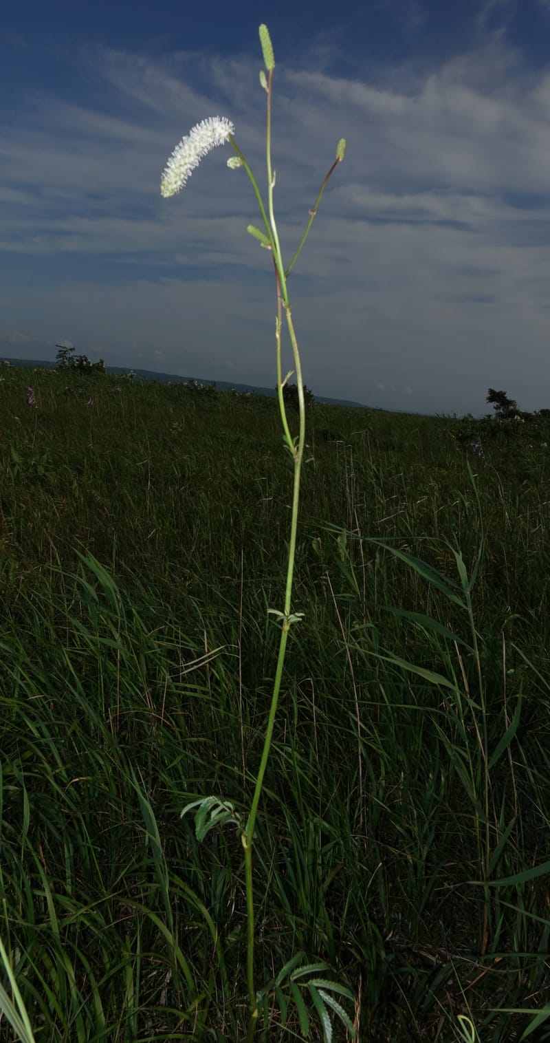 Sanguisorba tenuifolia--Japan. Hokkaido. Sarobetsu. 4 Aug 2016. DSC00970 (111).JPG