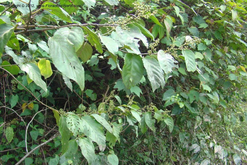 Maesa, Regalado, 1685--Viet Nam. Quang Tr Prov. Dakrong Distr. DaKrong. 11 Apr 09. 029.jpg