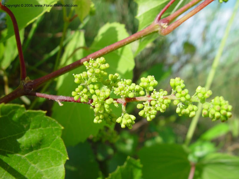 Vitis vinifera--Italy. Tuscany. Ris. Nat. Basso Merse. 20 May 03. 149.jpg