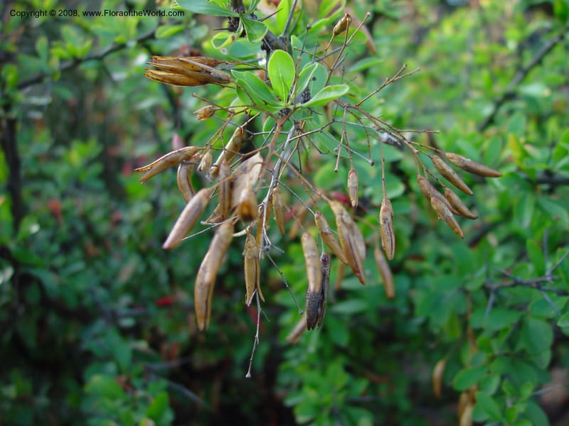 Fouquieria macdougalii--CA. UCLA. Mathias Bot. Gard. 13 Feb 03. 166.jpg