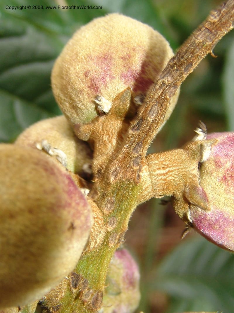 Bersama abyssinica ssp paulinioides, RGereau6880--Tanz. Nawenge For. Res., Mahenge. 20 Feb 06. 044.jpg