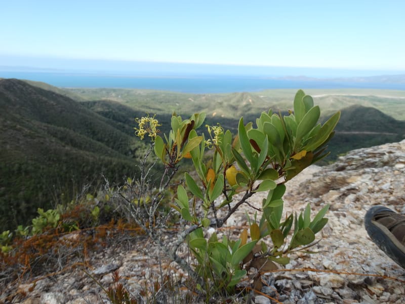 Stenocarpus umbellifer, Callmander, M 1251--New Caledonia. Col d'Arama. 16 Nov 2015. DSC02942 (27).JPG