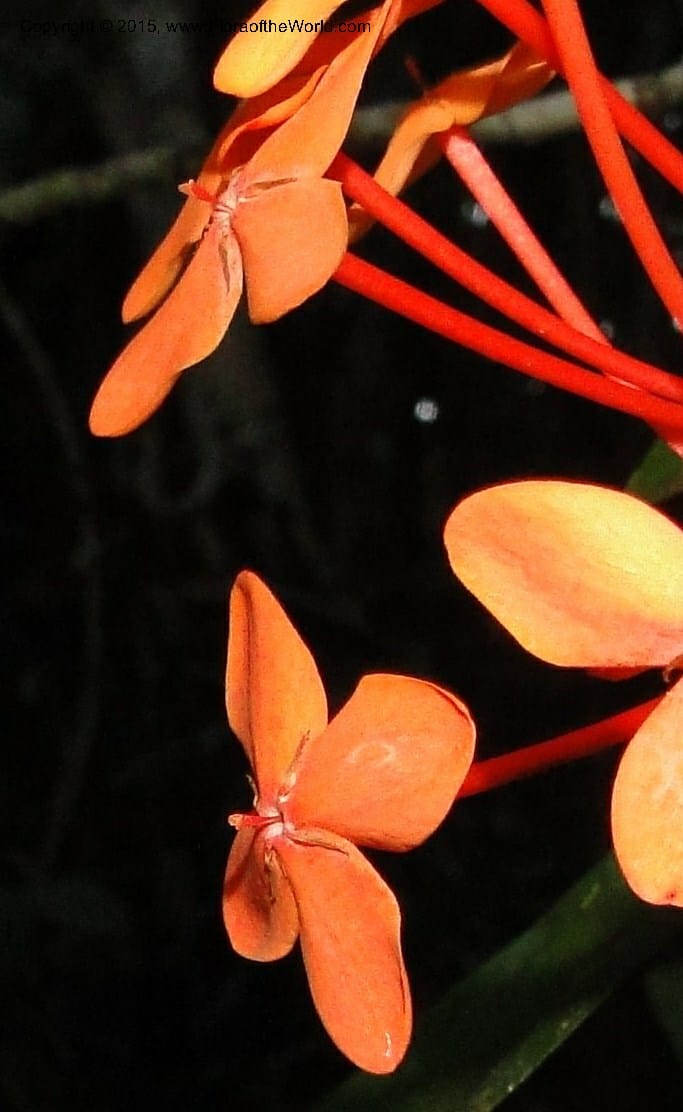 Ixora, Regalado 1907--Viet Nam. Hon Ba Nature Res. 12 May 2011. 359 (9).jpg