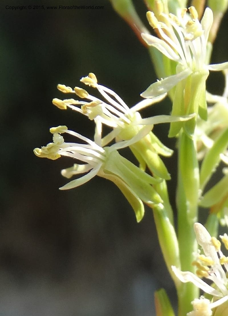 Gaura parviflora, Davidson, C 12604--ID. Idaho Co. North of Riggins. 16 Jul 2014. DSC00589 (7).JPG