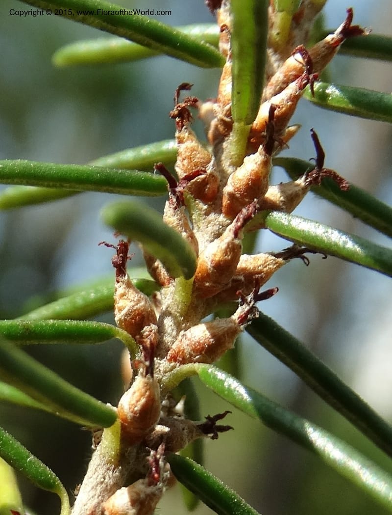 Ceratiola ericoides, Davidson, C 13062--South Carolina. Lexington Co. Redmond Rd. 20 May 2015. DSC06945 (17).JPG