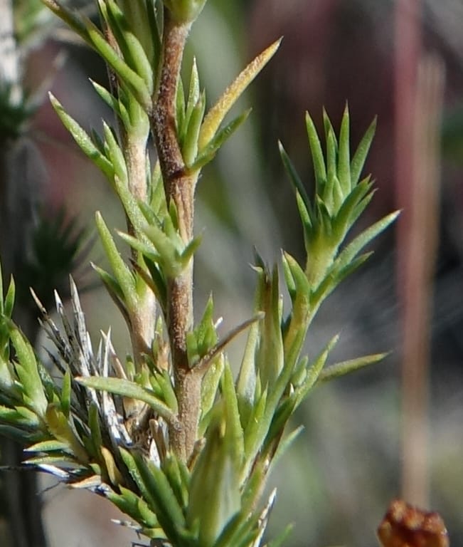 Leptodactylon pungens, C. Davidson 13670--ID. Hwy 20 W of Arco. Open basalt flow. 18 Jun 2017. DSC02519 (83).JPG