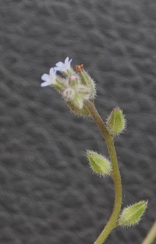 Myosotis stricta, C. Davidson 13755--Oregon. Wallowa Co. Zumwalt.Trail Cr. Rd. 4 Jun 2018. DSC04078 (202).JPG