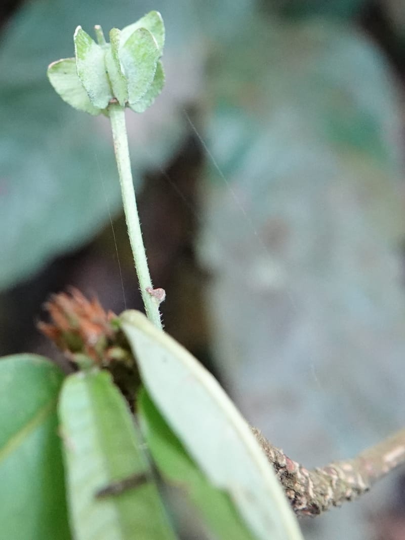 Poggea alata, C. Davidson 13956--Gabon. Arb. Sibang. 5 Nov. 2018. DSC02235 (47).JPG