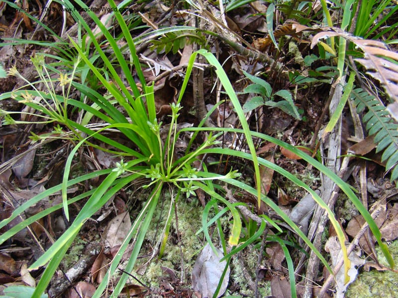 Campynemanthe, JMunzinger4843--New Caledonia. Plateau de Dogny. 19 Nov 07. 099.jpg