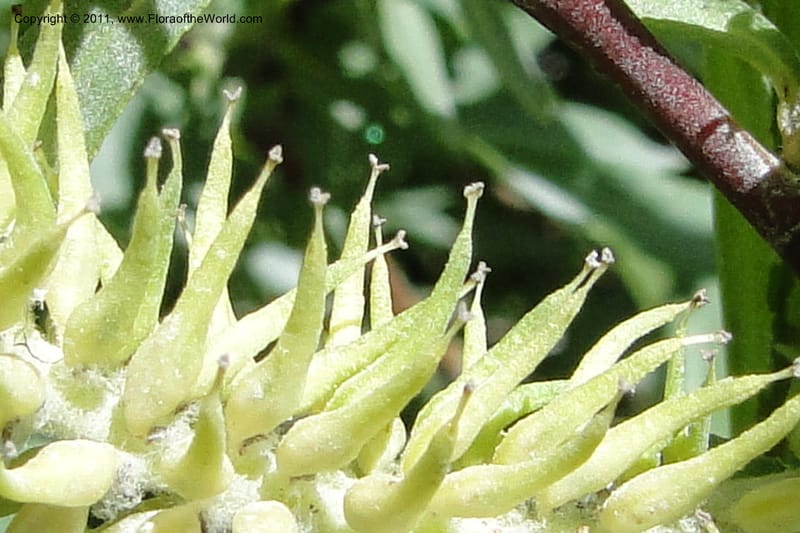 Salix, Davidson, C 11870--Idaho. Idaho Co. Warren Wagon Rd. 8 July 2011. 074 (8).jpg