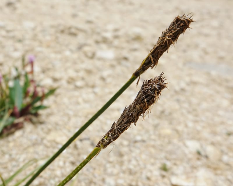 Carex atrofusca subsp. minor, D. Boufford 44061--China. Sichuan. Zhe Duo Shan. 17 Aug 2017. DSC06717 (353).JPG