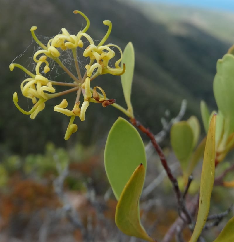 Stenocarpus umbellifer, Callmander, M 1251--New Caledonia. Col d'Arama. 16 Nov 2015. DSC02942 (32).JPG