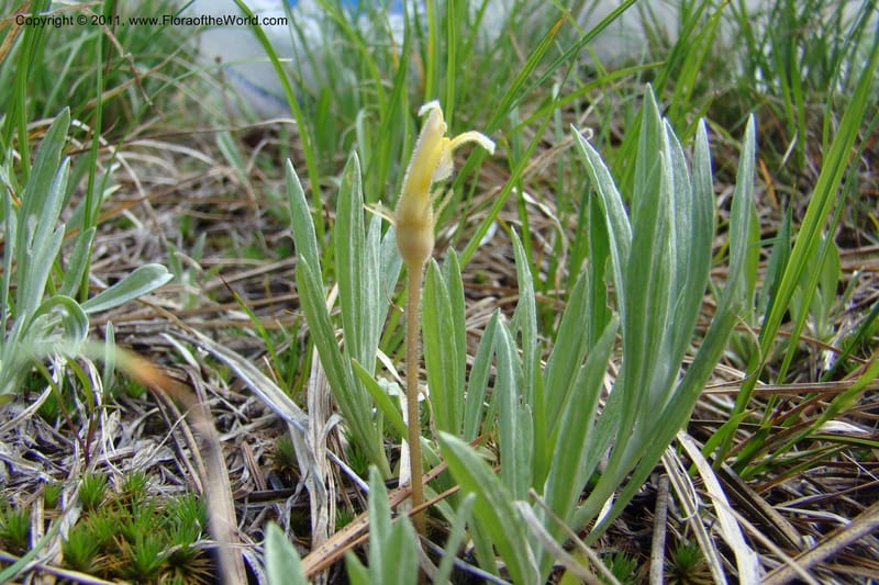 Orobanche uniflora, C. Davidson 11440--Idaho. Valley Co. Payette Lake. Sylvan Beach. 7 June 2009. 091.jpg