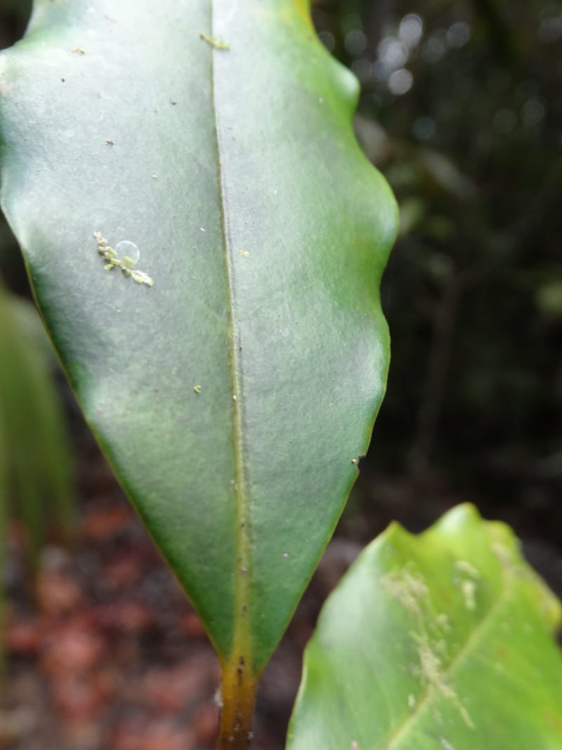 Cryptocarya phyllostemon, Munzinger, J 7408--New Caledonia. Mont Dzumac. 12 Nov 2015. DSC01563 (249).JPG