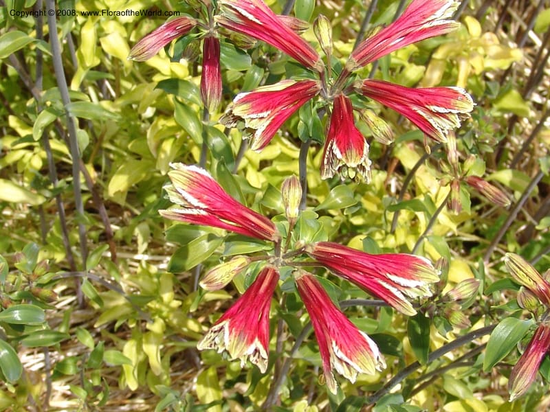 Alstroemeria psittacina--CA. Mendocino Co. Mendocino Coast Bot. Garden. 25 Jun 06. 064.jpg