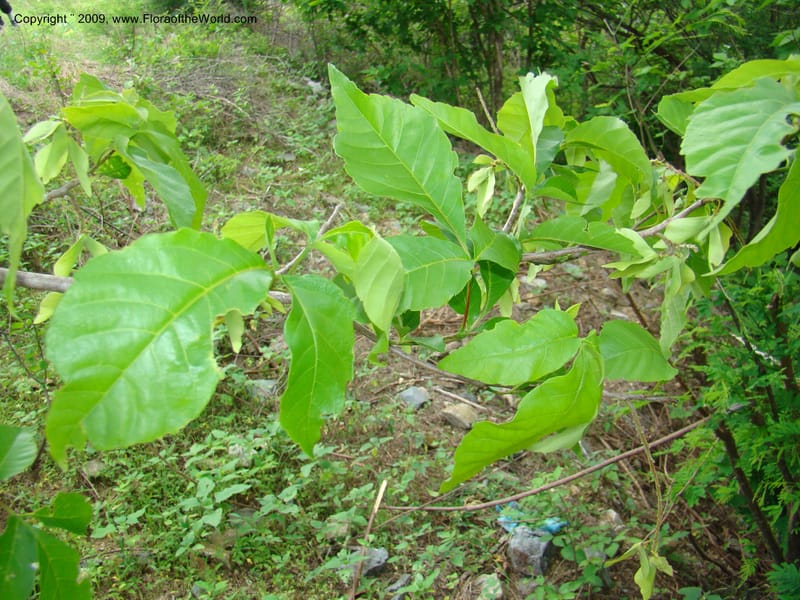 Thouinidium, WDStevens27328--Nicaragua. N.Segov. N of Ocotal, rd to Las Manos. 18 Jun 08. 040.jpg