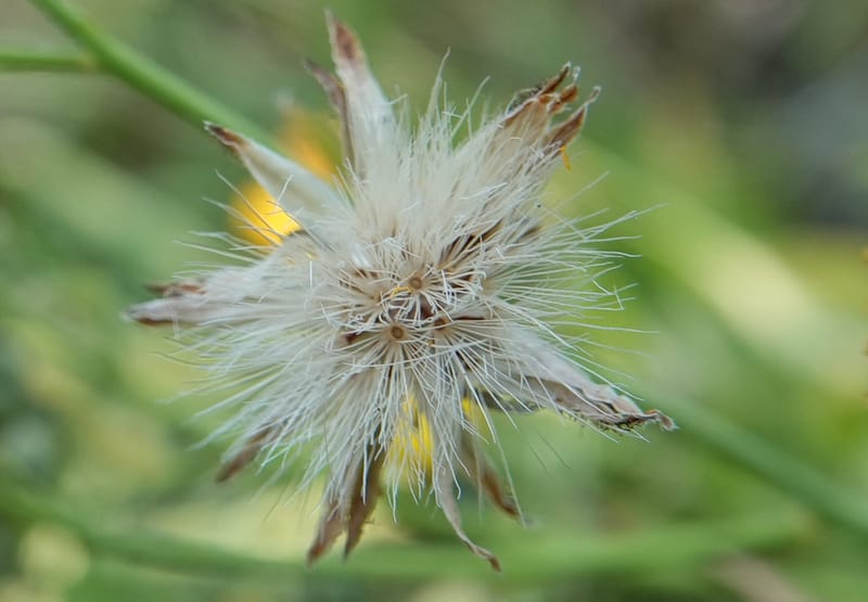 Hieracium scouleri, C. Davidson 13893--ID. Fremont Co. Fish Cr. Rd. Stop 2. 1 Aug 2018. DSC08790 (21).JPG