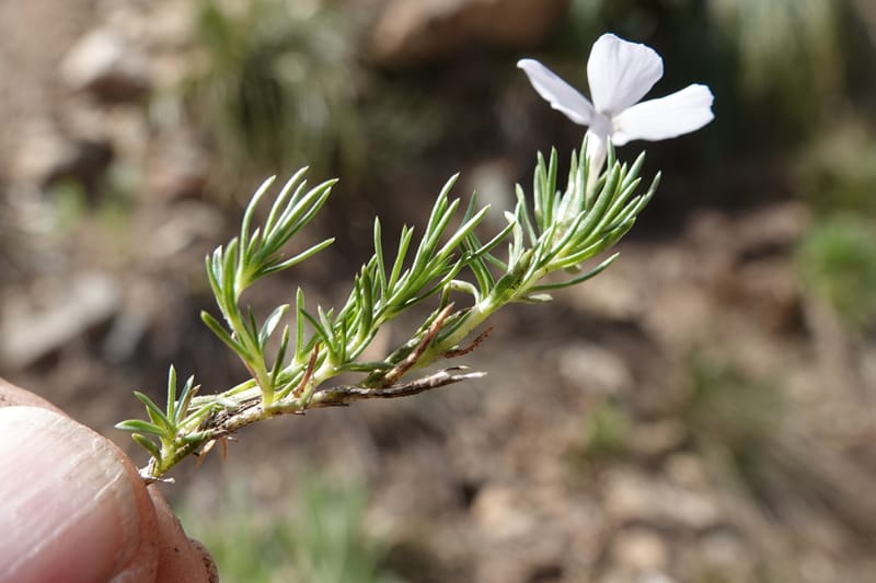 Phlox caespitosa, C. Davidson 13842--ID. Shoshone Co. Freezeout Rd. FR 301. 10 Jul 2018. DSC06582 (413).JPG