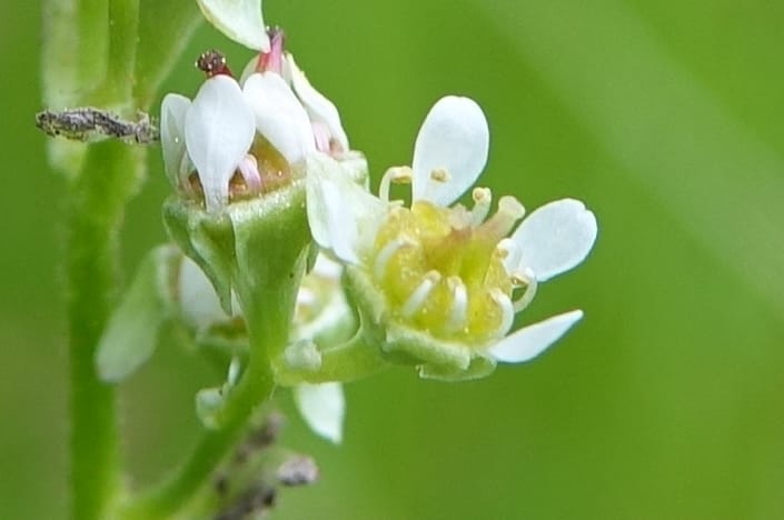 Micranthes oregana, C. Davidson 13615--CA. Modoc Co. Warner Mts. Hwy 299. 7 June 2017. DSC01455 (109).JPG