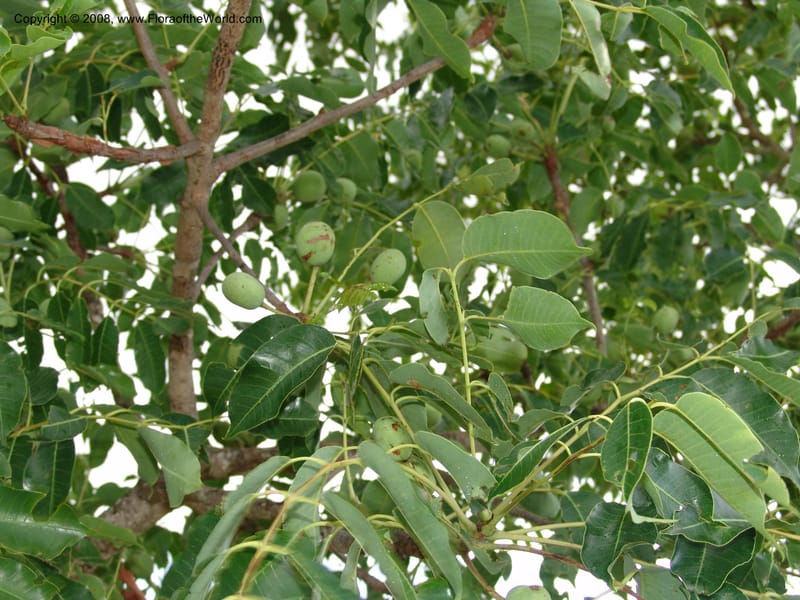 Sclerocarya birria--Madag. Prov. Fianar. Ankazabetoka, W of Ambalavao. 11 Jan 06. 023.jpg