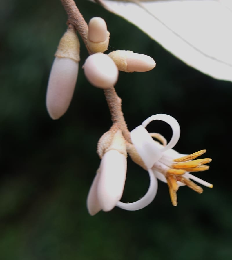 Styrax suberifolia, Chung Kuo-Fang 3354--Taiwan. Wulai Distr. Wulai village. Chia Jiao Liao. 19 May 2016.  (46).JPG