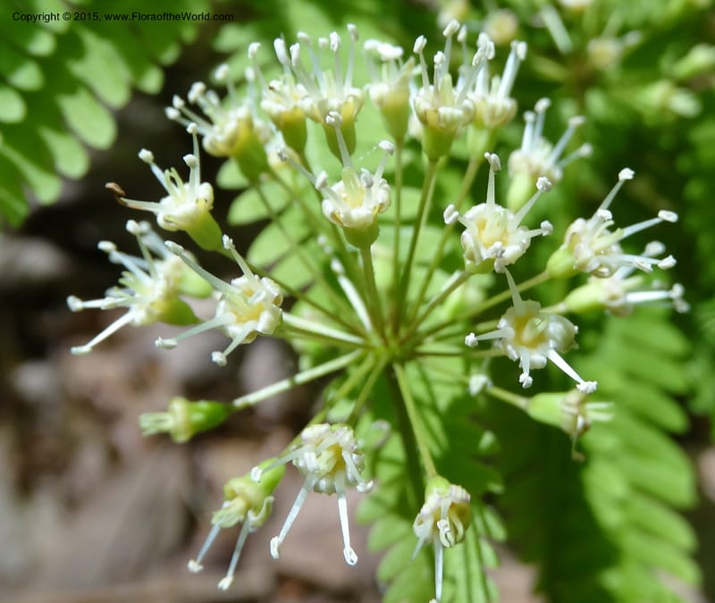 Aralia nudicaulis, Davidson, C 12999--North Carolina. Macon Co. Horse Cove Rd. 14 May 2015. DSC05455 (32).JPG