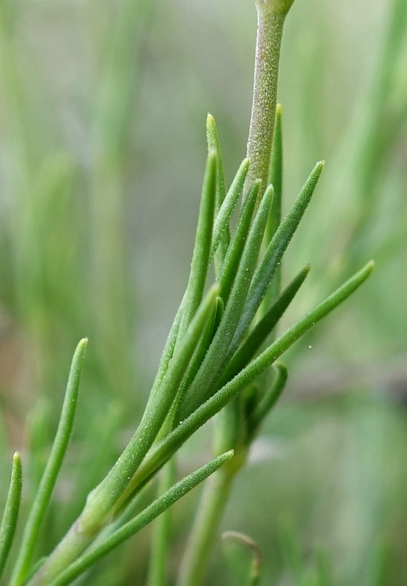 Minuartia laricifolia, Callmander, M 1295-- Switzerland. Hwy 9 to Simplon. Ganterbrucke. 2 Jul 2016. DSC08156 (210).JPG