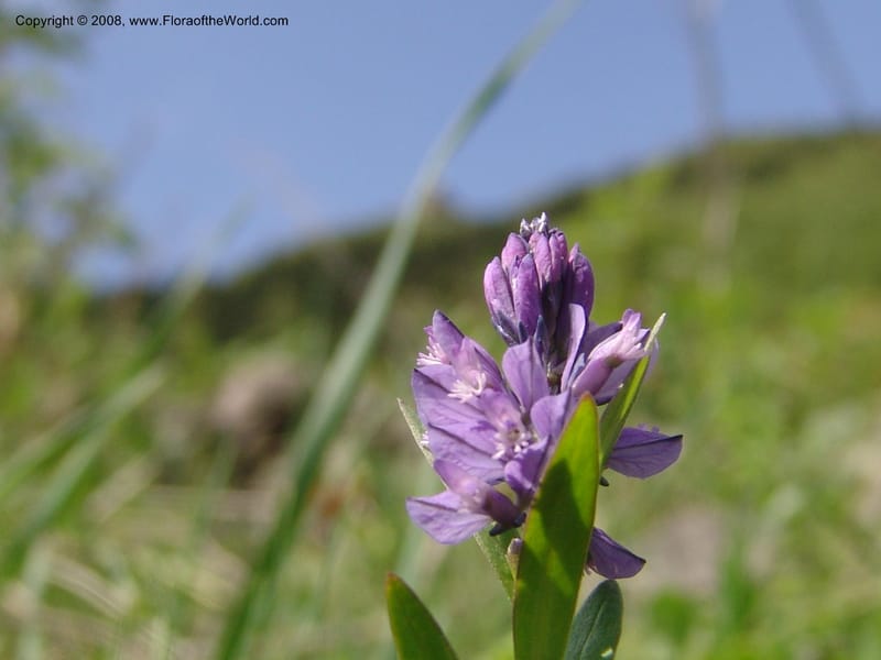 Polygala alpicola--Georgia. Kazbeki . Trail-road to Sameba Church. 2 Jun 05. 024.jpg