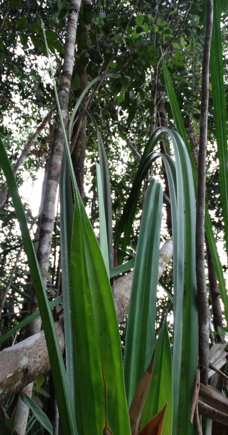 Pandanus occultus, Callmander, M 1184--Sabah. G. Silam. 1 Oct 2014. DSC00937 (27).JPG